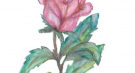 Une rose